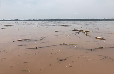 Washed away? Torrential rains threaten Bay restoration gains